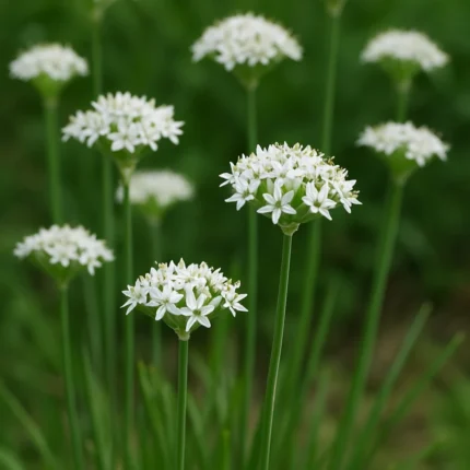 Schnittknoblauch Samen
