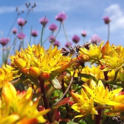 Sedum-Samen Mischung