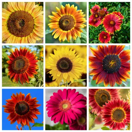 Sonnenblumen-Mischung Summertime Samen
