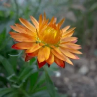 Strohblume Prachtmischung Samen