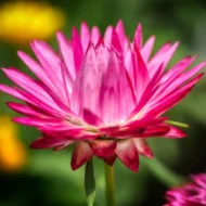 Strohblume Prachtmischung Samen