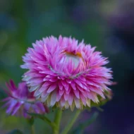 Strohblume Prachtmischung Samen