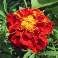 Niedrige rote Studentenblume Samen