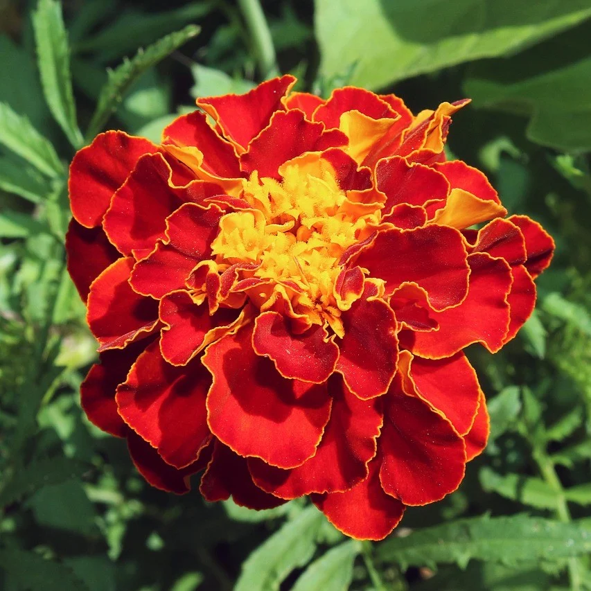 Niedrige rote Studentenblume Samen