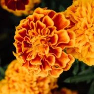 Niedrige rote Studentenblume Samen