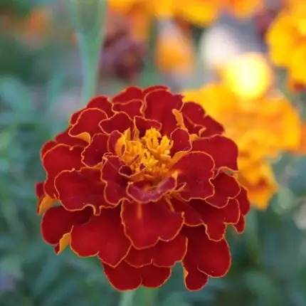 Niedrige rote Studentenblume Samen