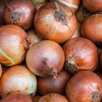Geerntete Zwiebeln der Sorte Stuttgarter Riesen