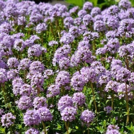 Teppich-Thymian Samen