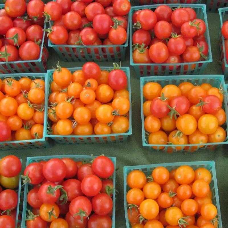 Tomaten pflanzen – reife rote Tomaten an der Pflanze