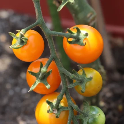 Tomate Goldene Königin Samen