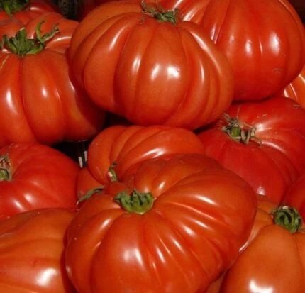 Frische reife Ochsenherztomate