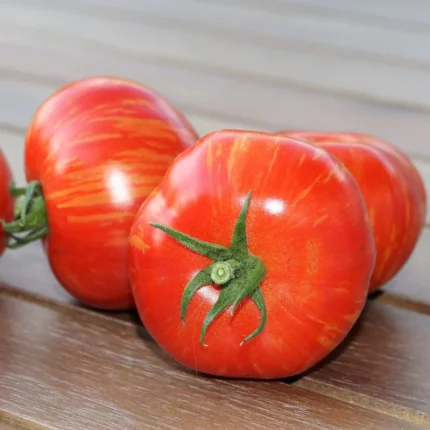 Tomate Tigerella Samen
