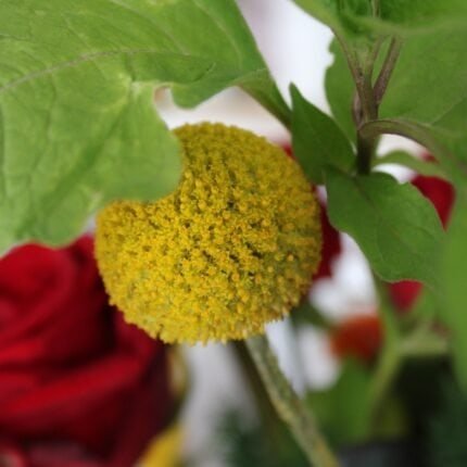 Gelbe kugelformige Blüten der Trommelstöckchen Craspedia