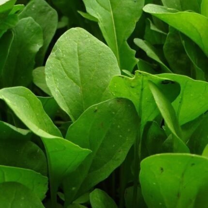 Wilde Rauke Rucola Wasabi Samen