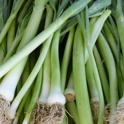Frische grüne Winterheckenzwiebeln im Beet