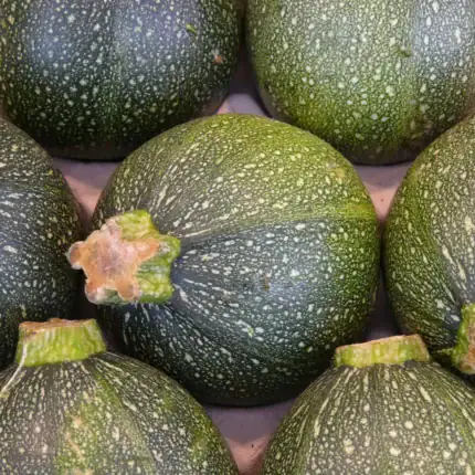 Zucchini Tondo di Piacenza Samen