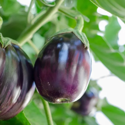 Aubergine Black Beauty mit glänzenden dunkelvioletten Früchten an der Pflanze