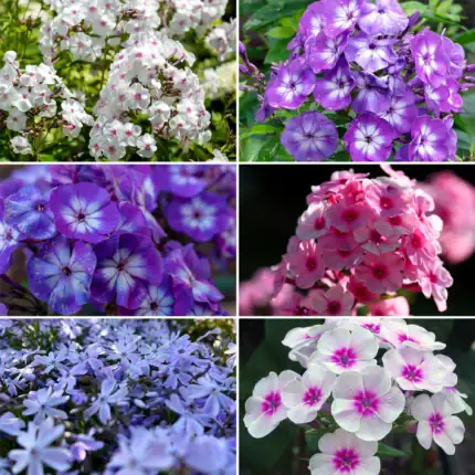 Phlox-Mischung Samen