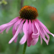 Purpur Sonnenhut Samen