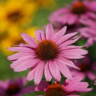 Purpur Sonnenhut Samen