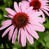 Purpur Sonnenhut Samen