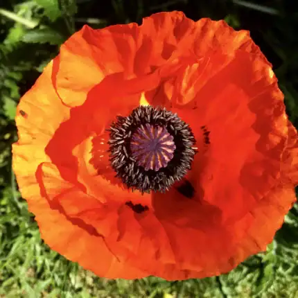 Roter Türkischer Mohn Samen