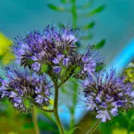 Phacelia Samen – blühender Bienenfreund mit Biene