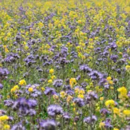 Phacelia Samen – blühender Bienenfreund mit Biene