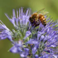 Phacelia Samen – blühender Bienenfreund mit Biene