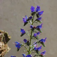 Ochsenzunge Samen – leuchtend blaue Blüten des Kap-Vergissmeinnicht