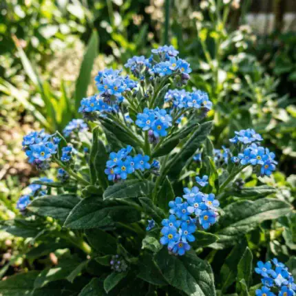 Ochsenzunge Samen – leuchtend blaue Blüten des Kap-Vergissmeinnicht