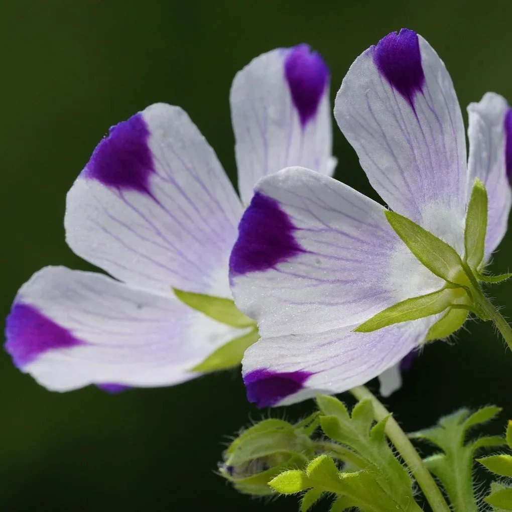 Hainblume 2 Hainblume Samen – himmelblaue Nemophila-Blüten