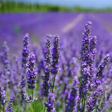 Lavendel Samen – violett blühender Echter Lavendel