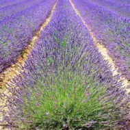 Lavendel Samen – violett blühender Echter Lavendel