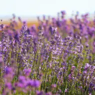 Lavendel Samen – violett blühender Echter Lavendel